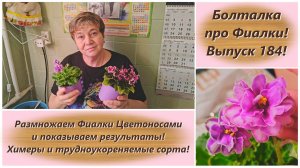 Болталка про Фиалки! Выпуск 184! Размножаем Фиалки Цветоносами и показываем результаты!