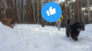 #девчеки гуляют и мне весело #уралиса