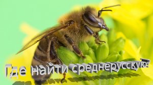 Среднерусская пчела: где купить, как найти? Личный опыт и советы профессора Кашковского