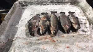 итоговый улов форели