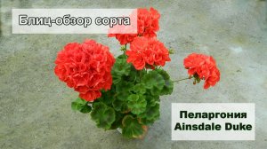Блиц-обзор сорта пеларгонии Ainsdale Duke. Чемпион среди красных пеларгоний!