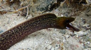 Gymnothorax undulatus. Juvenile.