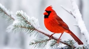 Я ТЕБЯ ЛЮБЛЮ ТРЕКИ И  МЕЛОДИИ relaxmusic @OceanRelaxation-u7u