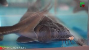 «Экономика 95». Эфир от 18.11.2025