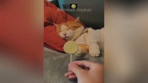 Смешные собаки, котики и другие животные (ч. 10)