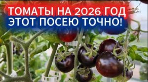 ТОМАТЫ НА 2026 ГОД. ПОЧЕМУ Я СНОВА ПОСАЖУ ЧЕРРИ ТОМАТ ЧЁРНАЯ ГАЛАКТИКА!