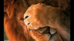 Заяц музыкант