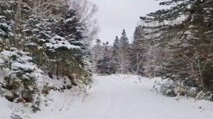 Пихтовые аллеи/ декабрь 2025