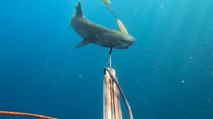 Подводная охота и Нападение акулы