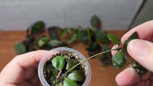 Часть 1. Подросшие новинки 2025 года.