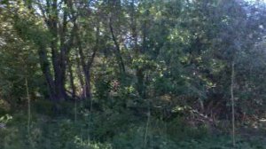 Соловей в июне 2012 года.