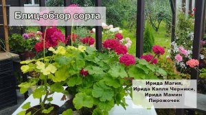 Блиц-обзор сразу трёх сортов селекции Ирида. Для любителей тёмных и ярких цветов