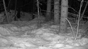 Видео от Красноярская тайга. Фотоловушки