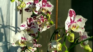 Домашние цветение орхидей. Освещение для орхидей.