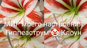 25.12.25 Гиппеаструм 🤡 Клоун цветение