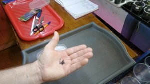 Сажаю на снег семена лаванды Синеглазка