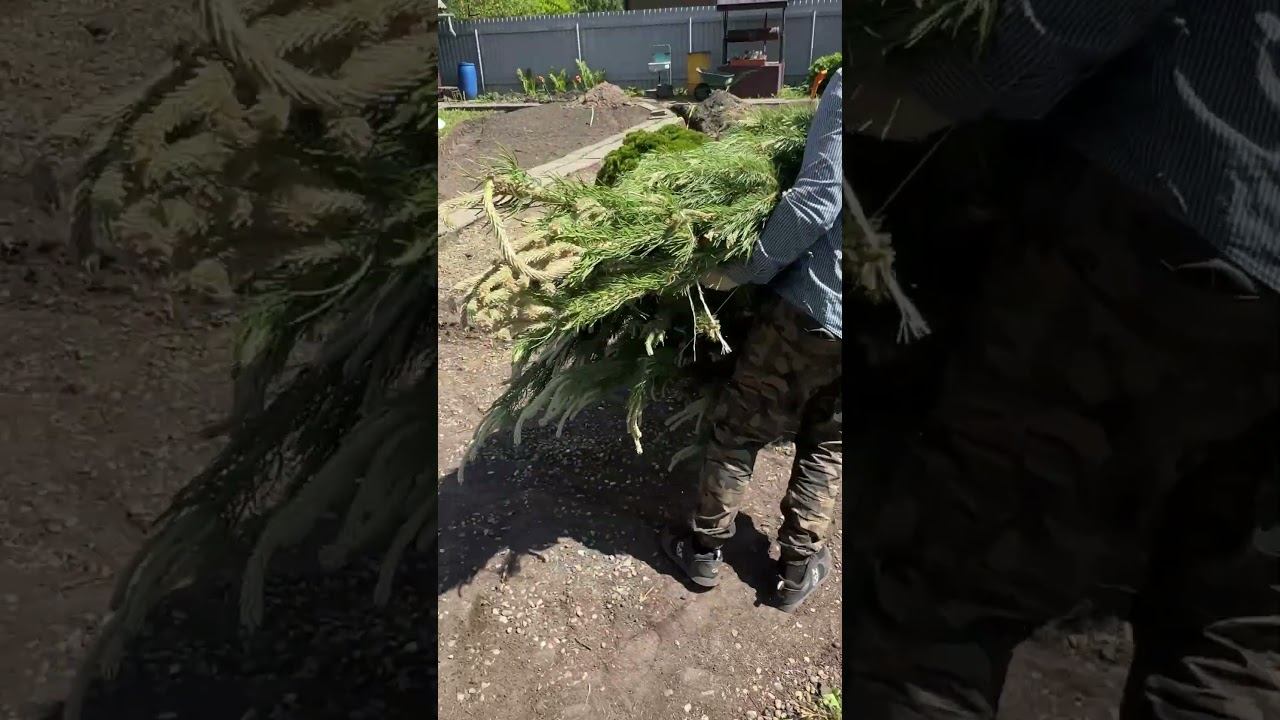 Это уже не саженец. Это характер смотреть онлайн