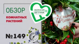 Последняя экскурсия по магазину. ЭТО КОНЕЦ. Ванды, камбрии, орхидеи, стефанотисы, сезонные цветы 149