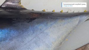 Тихоокеанский голубой тунец, 100 кг, Итуруп