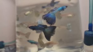 Новинка на разводне. Гуппи Дамбо мозаика и Малохитовая зелено-сине-изумрудная