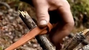 Медведь и человек