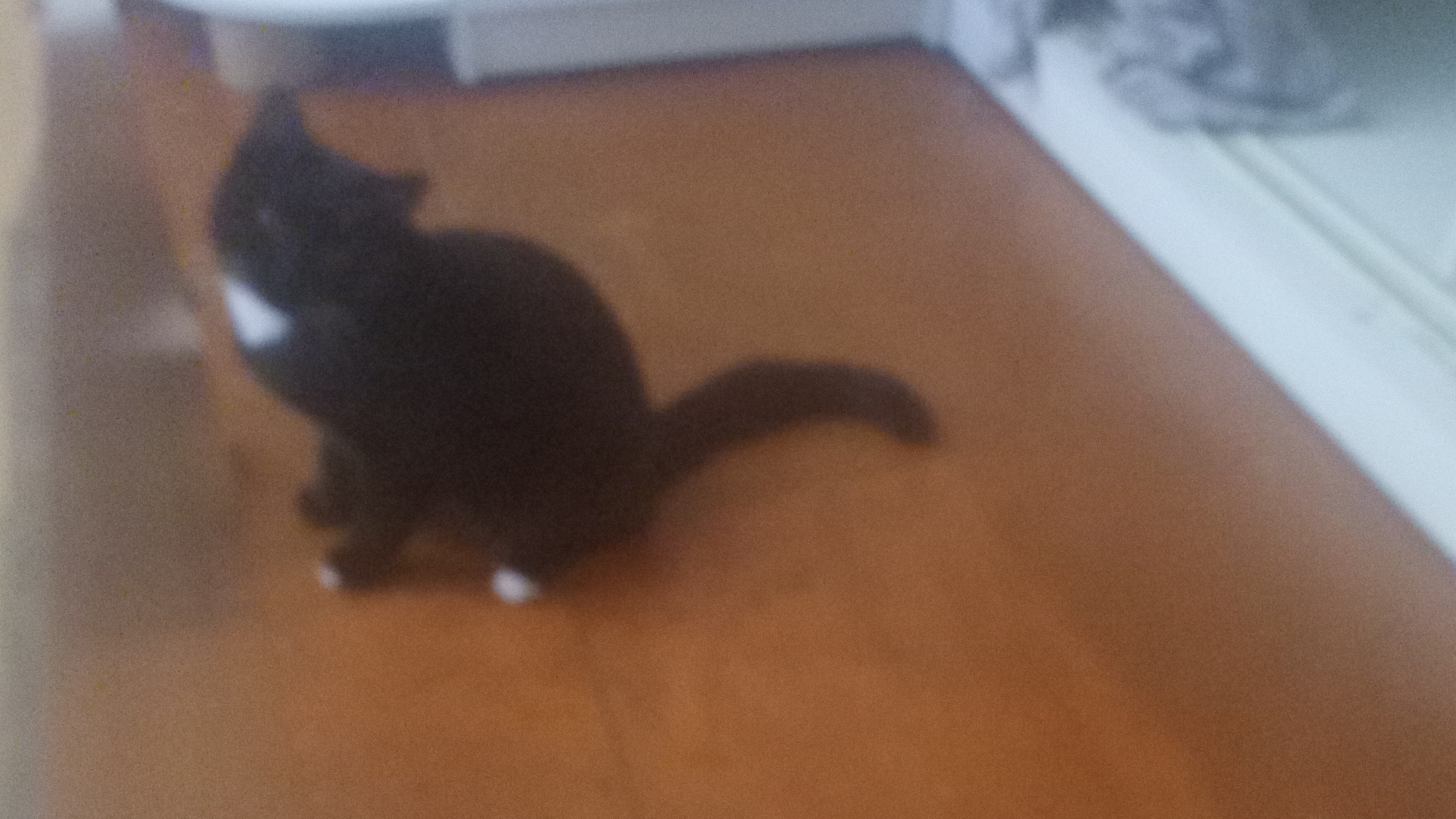 моя кошка Эльза играется с плюшкой