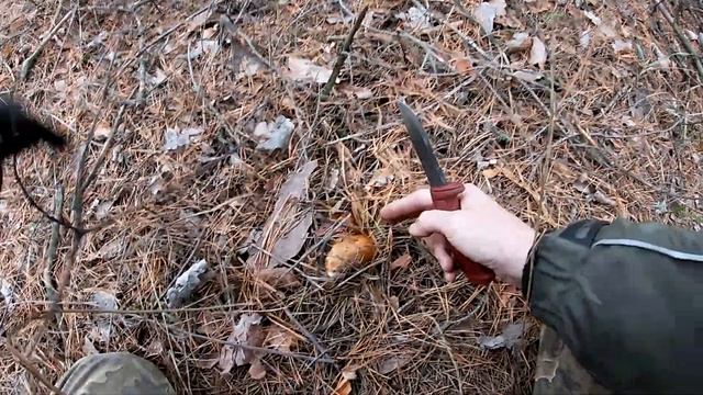 Зеленушка, Рядовка серая, Рыжик, Маслята! Грибы осенью! смотреть онлайн