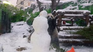 ❄️ Снегопаду радуются не только жители столицы, но и семейство панд! 🐼