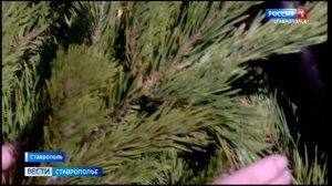 Специалисты рассказали, как правильно выбрать и сохранить живую новогоднюю ель