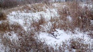 Скоро Новый, 2026 Год, у нас наконец-то снег. С наступающим!!!