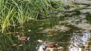 Молодому_Священнику_Привезли_Н83