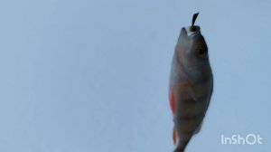 открыл зимний рыбный сезон