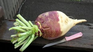 Выращивание брюквы