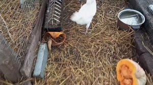 Ай да Хохлатка! И цыплят водит и нестись хочет.  Наконец дождались снега, теперь и мороз не страшен.