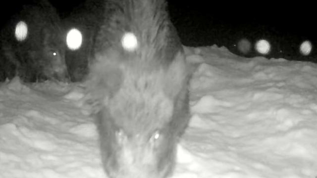 Кабаны видео фото ловушки. смотреть онлайн