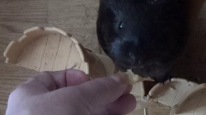 Блэкки и Белочка. замок,травка апр2022