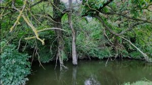 Симфония пения лесных птиц 🎶 • Расслабляющий звуковой ландшафт для глубокого сна