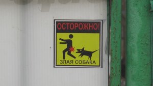 В Татарстане разрешили эвтаназию бездомных животных!