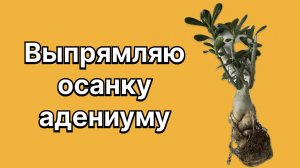 Если его не выпрямить, он «боком вылезет!» Адениум скособочился. 26 декабря 2025 г.