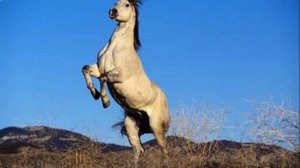 УТРЯНЯЯ ГИМНАСТИКА (Высоцкий Вл)=02.02=(Слайд)