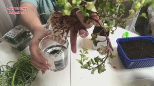 Результат черенкования комнатных растений.