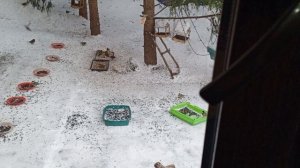 седой дятел Какаду