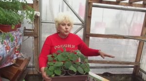 Делаем ТЕПЛУЮ ГРЯДКУ для ранних огурцов с электроподогревом. 2019 год.