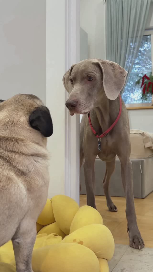 КТО-ТО ПРОБРАЛСЯ К НАМ В ДОМ ПОД НОВЫЙ ГОД 😰 ВТОРАЯ ЧАСТЬ смотреть онлайн