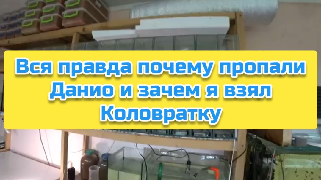 Вся правда почему пропали Данио и зачем я взял Коловратку смотреть онлайн