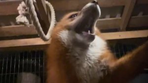 Лиса-Алиса. Вечером лис Игнис разыгрался