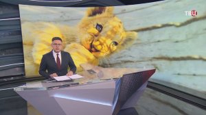 В Петербурге разгорается скандал после появления в соцсетях видео с маленьким львенком