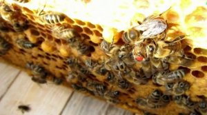 Пчёлы очищают неплодную матку от канди