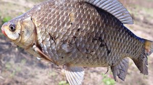 2.5 килограммовые краси начинают клевать как только зацветет это дерево в мае июне! Народные приметы