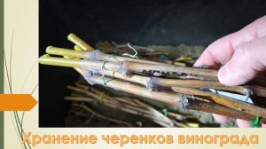 Пришло время убрать ЧЕРЕНКИ винограда для зимнего хранения. Декабрь 2025